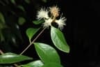 Syzygium luehmannii