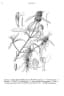 Leucas aspera