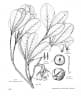 Elaeocarpus womersleyi