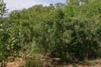 Syzygium eucalyptoides