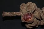 Castanopsis inermis