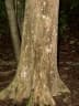 Vitex cooperi