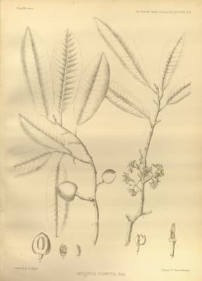 Myristica gigantea