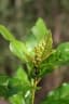 Croton nigritanus