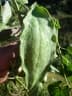 Cynanchum eurychitoides