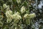 Melaleuca quinquenervia