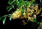 Platymiscium pinnatum