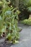 Alocasia macrorrhizos