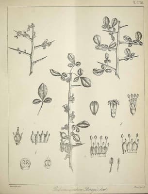 Commiphora berryi