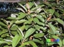 Ficus consociata