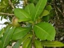 Amphitecna latifolia