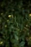 Erucastrum arabicum