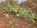 Gnidia linearis