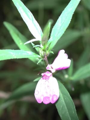 Justicia ladanoides