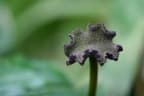 Dorstenia contrajerva