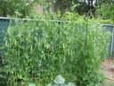 Pisum sativum