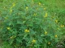 Senna occidentalis