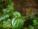 Peperomia pellucida
