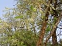 Combretum nigricans
