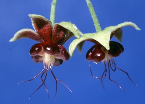 Theobroma gileri
