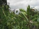 Lupinus mutabilis