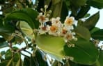 Calophyllum inophyllum