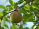 Oncoba spinosa
