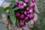 Syzygium paniculatum
