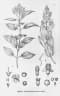 Miconia ligustroides