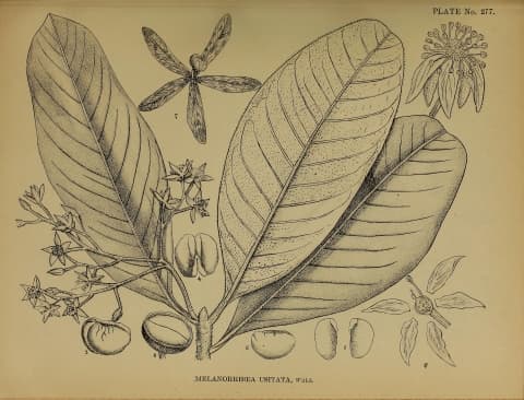 Gluta usitata