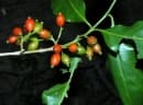 Aidia racemosa