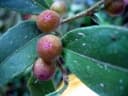 Ficus politoria