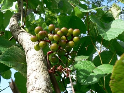 Ampelocissus africana