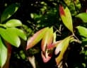 Combretum kraussii