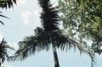Dypsis tsaravoasira