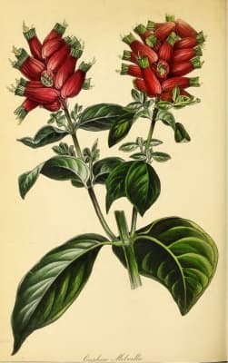 Cuphea melvilla