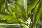Ochrosia elliptica