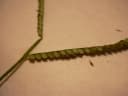 Paspalum scrobiculatum
