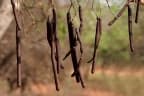 Cassia fistula