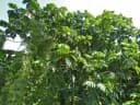 Artocarpus anisophyllus
