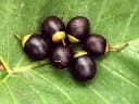Vitex madiensis