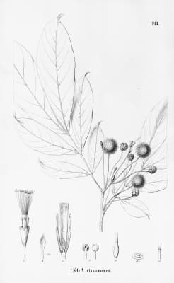 Inga cinnamomea