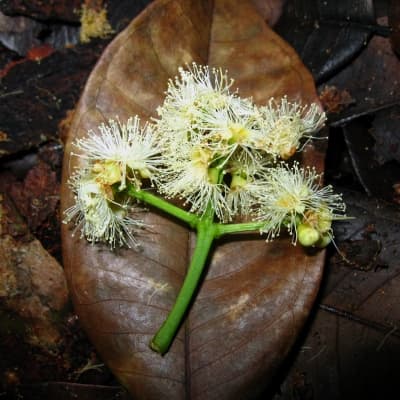 Syzygium griffithii