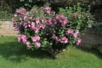 Hibiscus syriacus