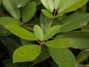 Tabebuia haemantha