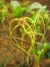 Strophanthus divaricatus