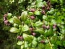 Euphorbia tetraptera