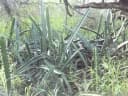 Acanthocereus tetragonus
