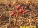 Lannea edulis