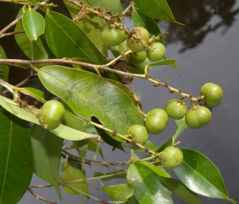 Amanoa guianensis